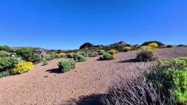 Berrak bir mavi gökyüzünün altında yemyeşil ve canlı çiçeklerle dolu çarpıcı bir çöl manzarasını keşfedin..