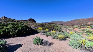Nefes kesen bir çöl manzarası, berrak mavi gökyüzünün altındaki yemyeşil ve canlı çiçekleri vurgular.