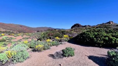 Unutulmaz bir yolculukta berrak, mavi gökyüzünün altında canlı bitkilerle dolu çarpıcı bir çöl manzarasını keşfedin.