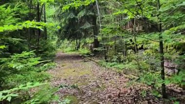 Canlı yeşillik ve olağanüstü bir doğal dinginlik hissi içeren sakin ve yemyeşil bir orman yoluna girmeye cesaret etmek.