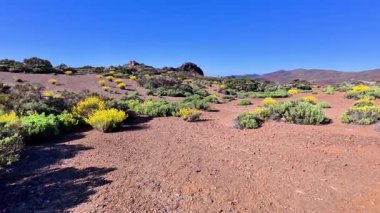 Nefes kesici bir çöl manzarası canlı, renkli bitkiler sergiliyor berrak, güneşli mavi gökyüzünün altında.