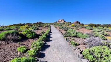 Parlak mavi bir gökyüzünün altında yemyeşil bir alanla çevrili hayret verici güzellikte bir yol keşfedin ve keşfedin.