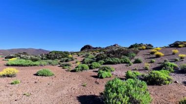 Çöl arazisinde yemyeşil, canlı bitki örtüsü ve uzak bir ortamda açık mavi gökyüzü bulunur.
