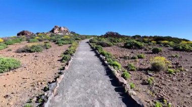 Parlak mavi gökyüzünün altında sergilenen, dingin bir yol canlı yaprakların arasından esiyor.