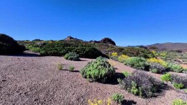 Uçsuz bucaksız bir çöl manzarası canlı yeşil çalılar ve çarpıcı sarı çiçekler sergiliyor.
