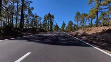 Dolambaçlı bir yolda, açık mavi gökyüzünün altındaki yüksek çam ağaçları tarafından güzel çerçevelenmiş heyecan verici bir sürüş yaşayın.
