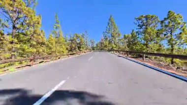 Güzel, pitoresk bir yol yukarıdaki açık mavi gökyüzünün altındaki canlı yeşil çam ağaçlarının arasından zarif bir şekilde esiyor.