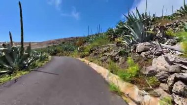 Heyecan arayan doğa severler ve maceraperest ruhlar için ideal canlı agave bitkileriyle dolu pitoresk bir yol.