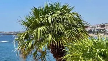 Canlı bir palmiye ağacı zarif bir şekilde sakin okyanusa bakıyor, açık mavi gökyüzünün arka planına kurulmuş.