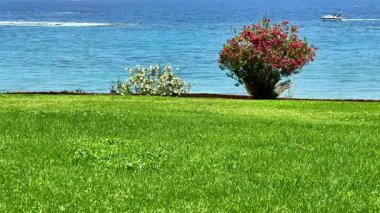Bereketli yeşil çimlerin ve dingin bir okyanusa karşı renkli çiçeklerin bulunduğu güzel bir deniz manzarası..