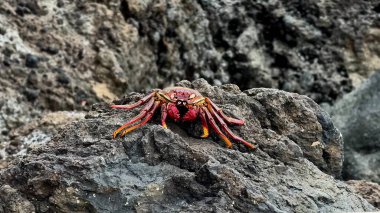 Canlı bir yengeç zarif bir şekilde kayalık araziye tünemiş ve göz kamaştırıcı renklerini güzel bir doğal ortamda sergiliyor.