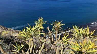 Bu deniz manzarası, derin mavi bir okyanusa karşı canlı bitkiler sergiliyor ve çarpıcı bir görsel deneyim yaratıyor.
