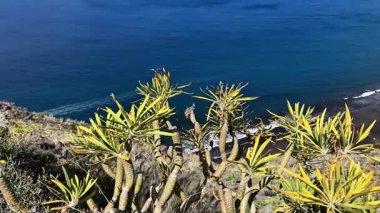 Bu deniz manzarası, derin mavi bir okyanusa karşı canlı bitkiler sergiliyor ve çarpıcı bir görsel deneyim yaratıyor.