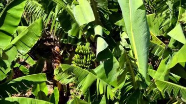 Canlı bir muz çiftliği keşfedin, yemyeşil ve bol olgun muzlarla doludur, hepsi en yüksek hasat için hazırdır.
