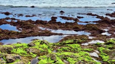 Sakin okyanus dalgalarının kıyıya vurduğu canlı yosunlarla dolu gel-git havuzlarının büyüleyici güzelliğini keşfedin.
