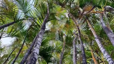 Nefes kesen güzel bir manzara, gökyüzüne uzanan parlak yapraklarla süslenmiş palmiyeler sergiliyor.