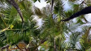 Güzel, sakin bir manzara yükselen palmiyeleri yakalıyor yukarıdaki mavi gökyüzünün altında yavaşça sallanıyor.