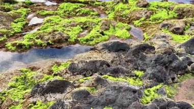 Canlı yeşil yosunlar kayalık kıyıları muhteşem bir şekilde kaplıyor, nefes kesici gelgit havuzları ve çarpıcı sahil güzelliği yaratıyor.