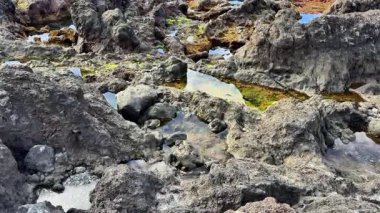 Kayalık deniz kıyılarının nefes kesici manzarası gelgit havuzları, canlı deniz yosunları ve çarpan okyanus dalgaları.