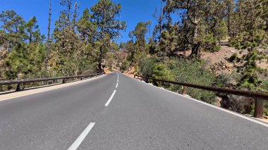 Çam ağaçlarının arasından geçen güzel bir yol berrak mavi gökyüzünün altında, doğanın manzarası için mükemmel.