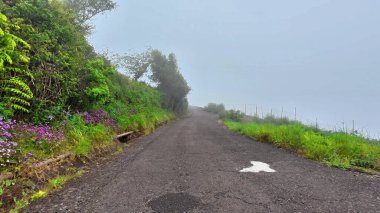 Huzurlu ve sakin bir yol sisle kaplıdır, canlı yeşillikler ve renkli güzel çiçeklerle kaplıdır.