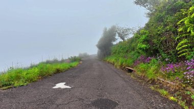 Huzurlu ve sisli bir yol canlı çiçekler ve yemyeşil ile süslenmiş, barışçıl keşif ve sükuneti davet eden
