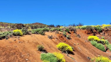 Uçsuz bucaksız bir çöl manzarasının nefes kesici ve çarpıcı görüntüsü zengin, kırmızı toprağa karşı canlı sarı çiçekler sergiliyor.