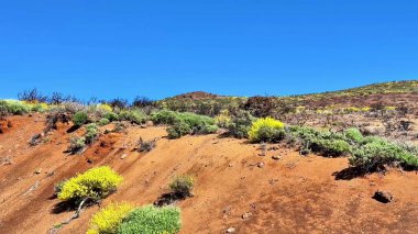 Güzel, berrak, mavi gökyüzüne karşı canlı ve renkli bir bitki örtüsü sergiliyor.