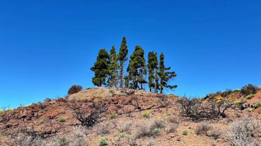 Huzurlu bir manzara, yumuşak bir tepenin üzerindeki muhteşem çam ağaçlarını gösteriyor. Çölün canlı çiçekleri tarafından güzel çerçevelenmiş.