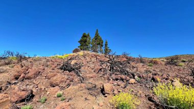 Uçsuz bucaksız kayalık bir çöl manzarası berrak mavi gökyüzünün altında canlı çalılarla süslenmiş.