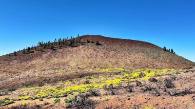 Nefes kesici bir manzara, eşsiz volkanik araziye uzanan parlak sarı çiçeklerle dolu canlı bir manzara sergiliyor.