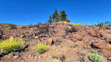 Berrak, sakin, kayalık bir arazi yemyeşil bölgelerle süslenmiş ve berrak mavi gökyüzünün altında canlı sarı çiçekler.