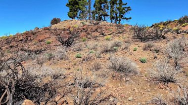Kuru ve kayalık bir yamaçta seyrek çalılar ve ağaçlarla karakterize edilmiş, hepsi berrak ve parlak mavi bir gökyüzünün altında