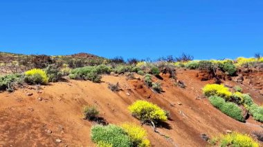 Uçsuz bucaksız bir çöl manzarasının nefes kesici ve çarpıcı görüntüsü zengin, kırmızı toprağa karşı canlı sarı çiçekler sergiliyor.