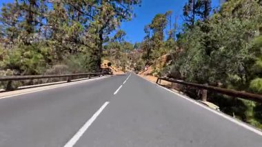 Çam ağaçlarının arasından geçen güzel bir yol berrak mavi gökyüzünün altında, doğanın manzarası için mükemmel.