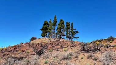 Huzurlu bir manzara, yumuşak bir tepenin üzerindeki muhteşem çam ağaçlarını gösteriyor. Çölün canlı çiçekleri tarafından güzel çerçevelenmiş.