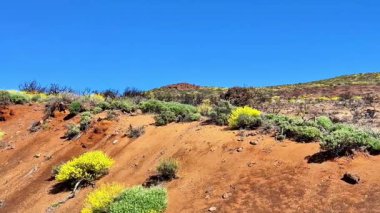 Güzel, berrak, mavi gökyüzüne karşı canlı ve renkli bir bitki örtüsü sergiliyor.