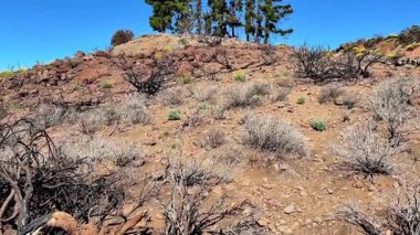 Kuru ve kayalık bir yamaçta seyrek çalılar ve ağaçlarla karakterize edilmiş, hepsi berrak ve parlak mavi bir gökyüzünün altında