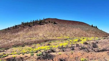 Nefes kesici bir manzara, eşsiz volkanik araziye uzanan parlak sarı çiçeklerle dolu canlı bir manzara sergiliyor.