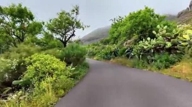 Resimli ve dolambaçlı bir yol bulutlu bir gökyüzünün altında canlı yeşillikler ve kaktüsler arasında zarifçe dolanıyor.