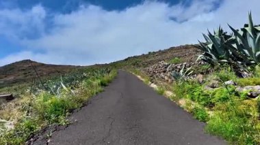 Manzaralı bir yol yeşil tepeler boyunca esiyor ve berrak mavi gökyüzünün altında canlı, agave bitkileri güneş ışığıyla dolu.