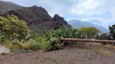 Göz kamaştırıcı bir dağ manzarası canlı bir kaktüs ve geniş araziyi kaplayan ahşap bir çit.