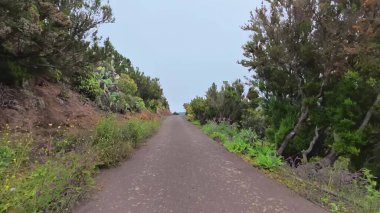 Bereketli yeşillik ve çarpıcı doğal güzelliklerle dolu manzaralı bir dağ yolunda huzurlu bir yolculuğun tadını çıkar.