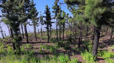 Resmedilmeye değer bir manzara, parlak mavi gökyüzünün altında uzun çam ağaçları, yemyeşil ve canlı bir bitki örtüsü barındırır.