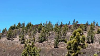 Berrak mavi bir gökyüzünün altındaki volkanik yamaçta eşsiz bir konuma sahip canlı ve yemyeşil çam ağaçlarını deneyin.