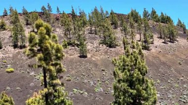 Geniş bir manzara, canlı yeşil çam ağaçlarının resimli manzaralı tepeler arasında zengin volkanik topraklarda büyüdüğünü gösteriyor.