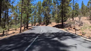 Göz kamaştırıcı güzellikte ve dolambaçlı bir yol uzun görkemli çam ağaçlarının arasında berrak mavi bir gökyüzünün altında