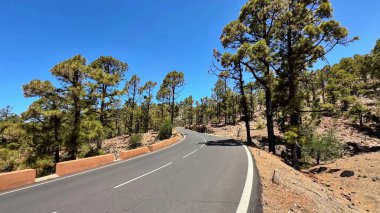 Berrak, mavi bir gökyüzünün altında uzun çam ağaçlarıyla çevrili dolambaçlı bir yolun nefes kesici manzarasını izleyin.