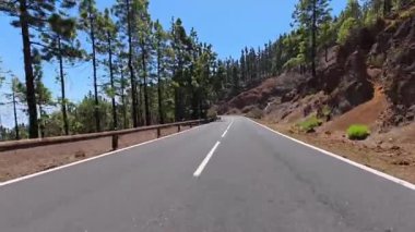 Açık mavi gökyüzünün altında uzanan yüksek çam ağaçlarıyla çevrili şaşırtıcı derecede güzel, dolambaçlı bir yol.