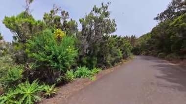 Renkli yeşilliklerle çerçevelenmiş pitoresk bir dağ yolu. İlham verici manzaralar arayan doğa aşıkları için mükemmel.